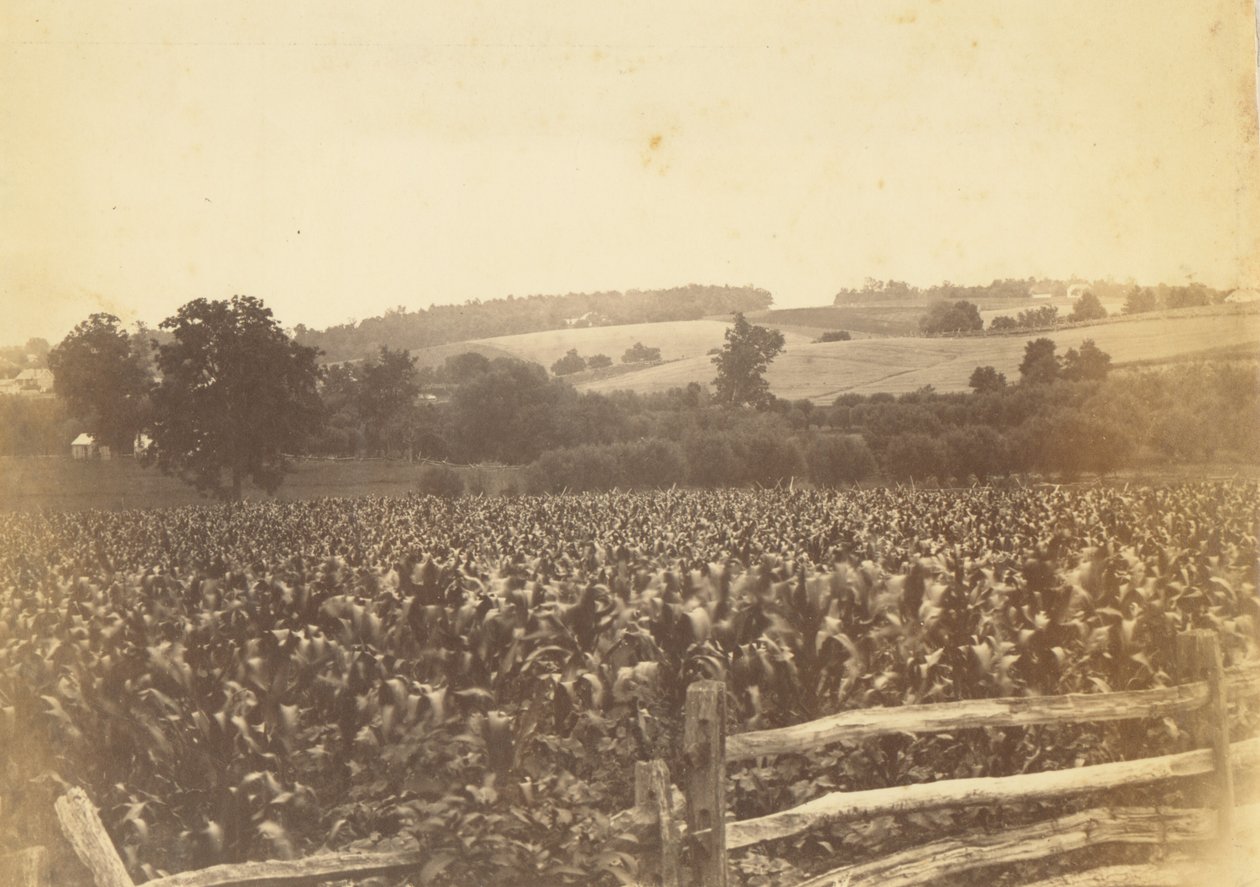 Kornfeld, Avondale, PA von Thomas Eakins
