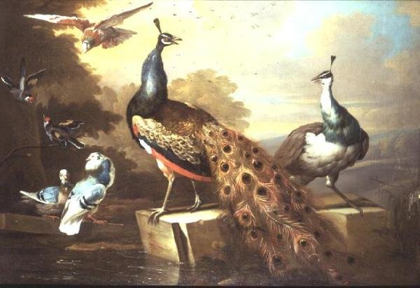 Pfau und Pfauenhenne in einer Landschaft von Tobias Stranover