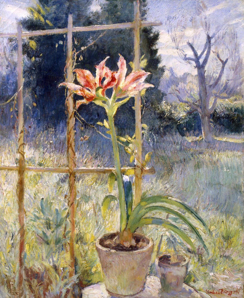 Amaryllis von Umberto Moggioli