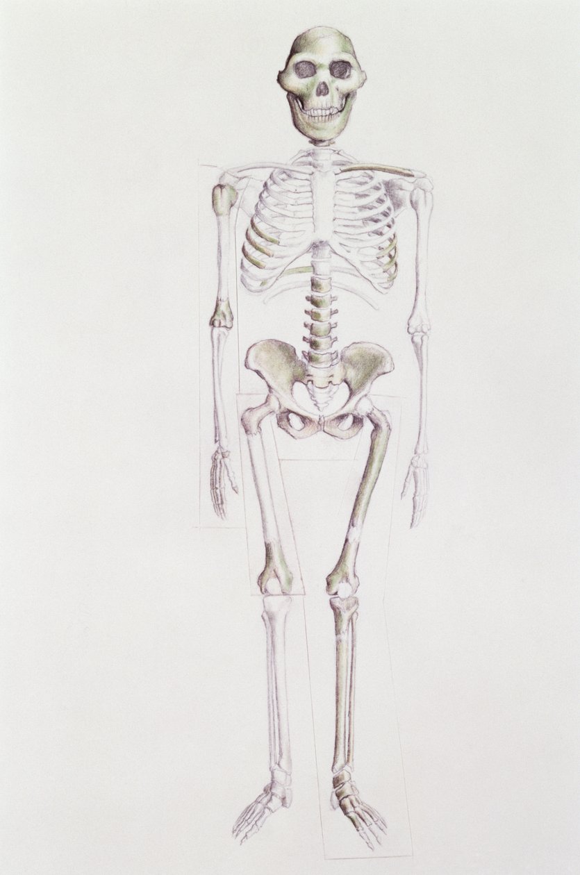 Skelett von Australopithecus africanus von Unbekannt Unbekannt