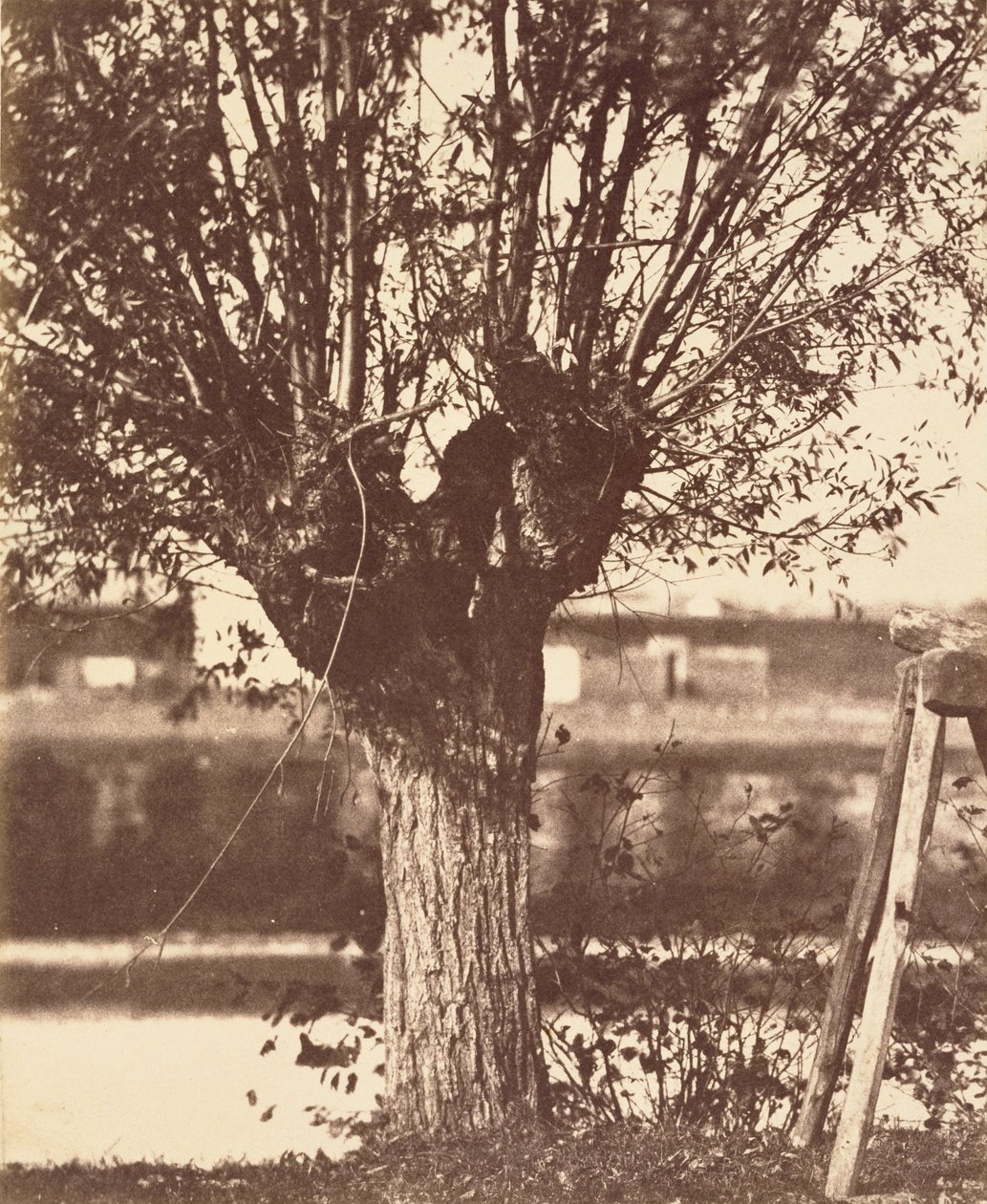 Unbekannter Hersteller, Französisch - Baum von Unbekannt Unbekannt