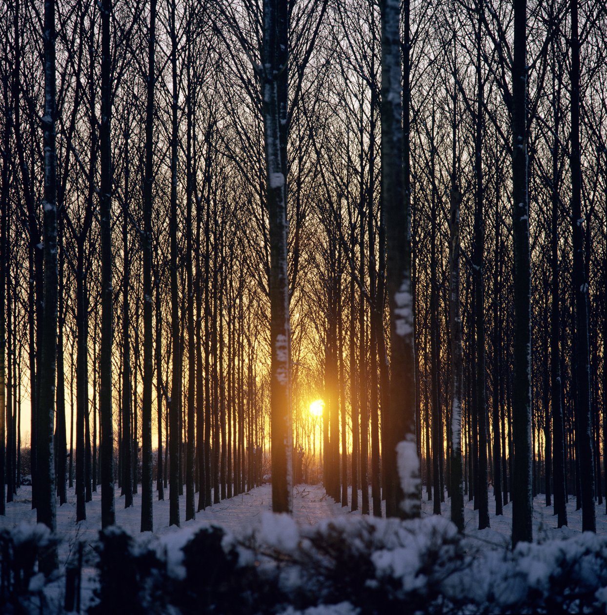 Wintersonnenuntergang durch die Bäume, North Benfleet, Essex von Unbekannt Unbekannt