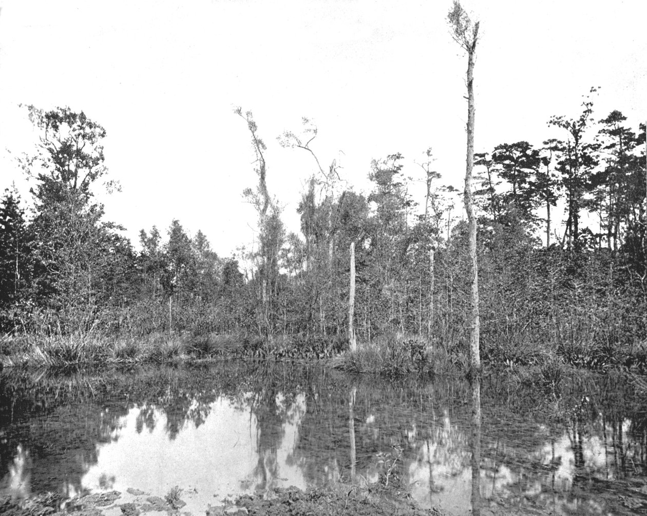 Ein Sumpf in Louisiana, USA, um 1900 von Unbekannt