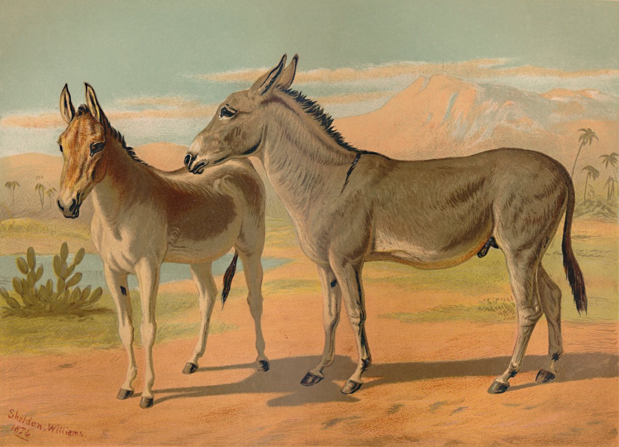 Abessinischer Wildesel & Weiblicher Indischer Onager, ca. 1879 von Unbekannt