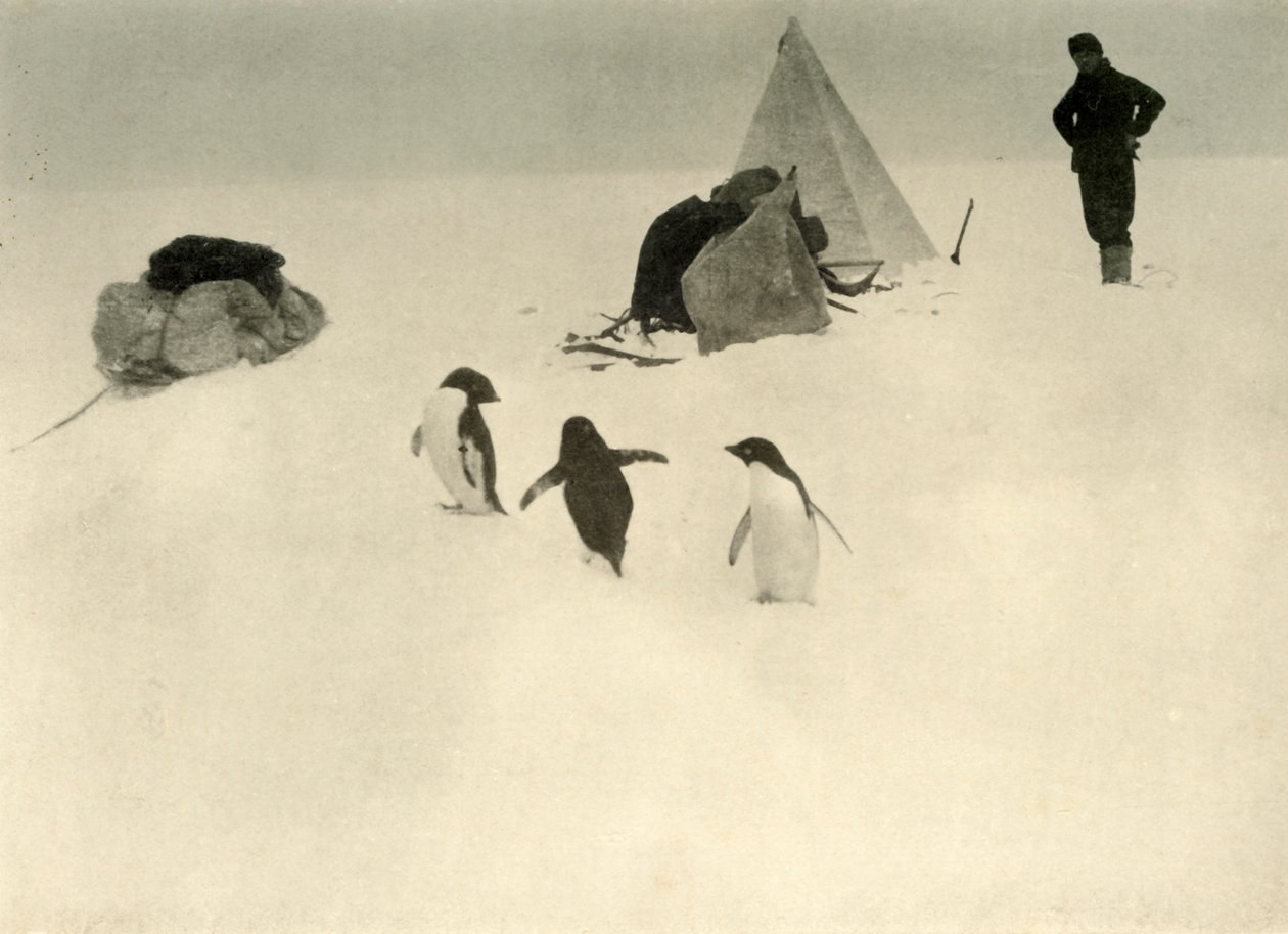 Adelie-Pinguine besuchen ein Lager, ca. 1908 von Unbekannt