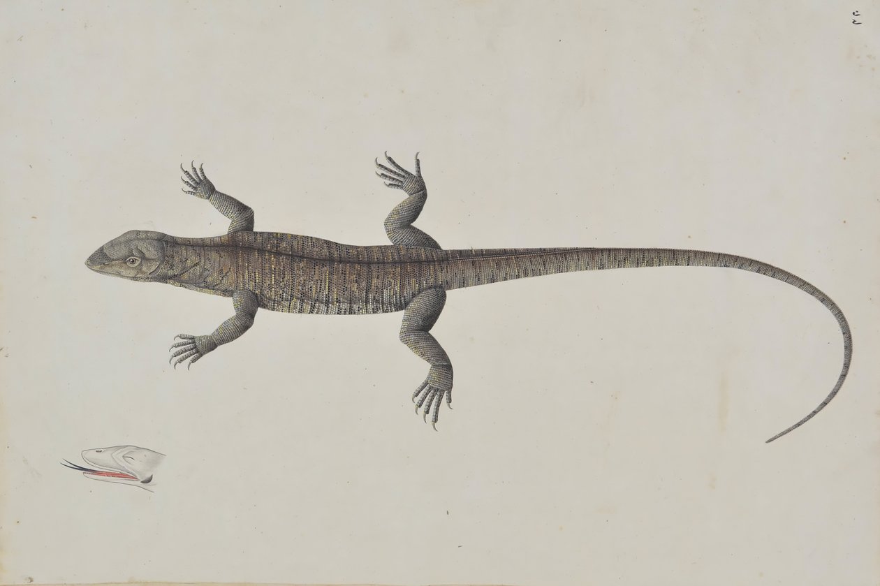 Ein indischer Bish-Khopra-Leguan, ca. 1790 von Unbekannt