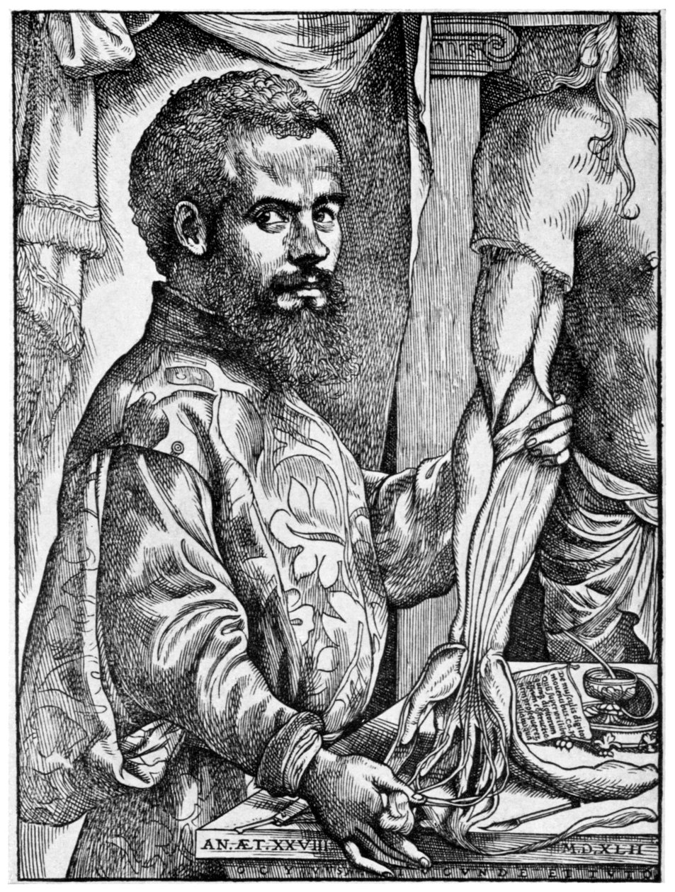 Andreas Vesalius, flämischer Anatom des 16. Jahrhunderts von Unbekannt