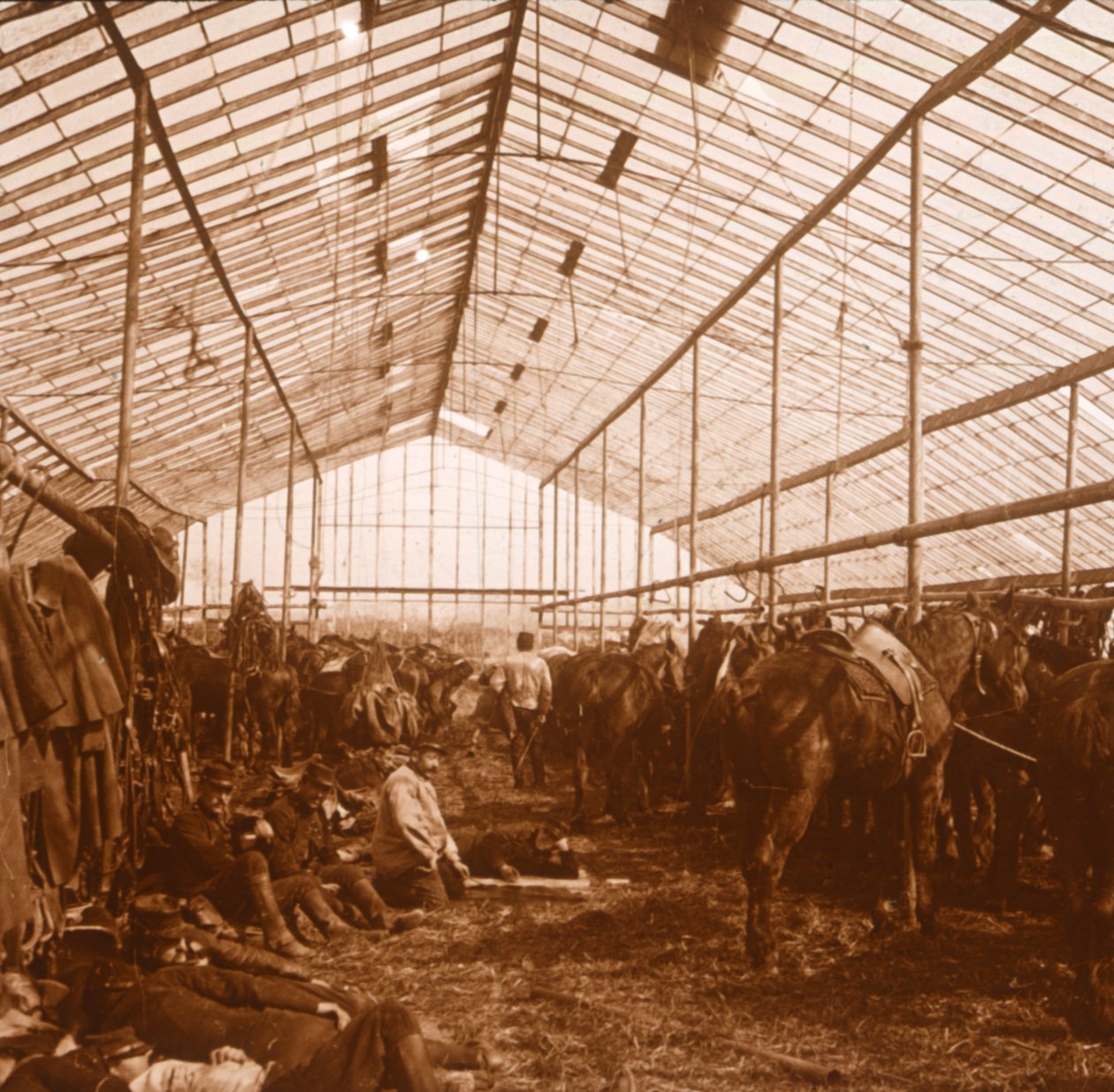 Artilleriepferde, ca. 1914-1918 von Unbekannt