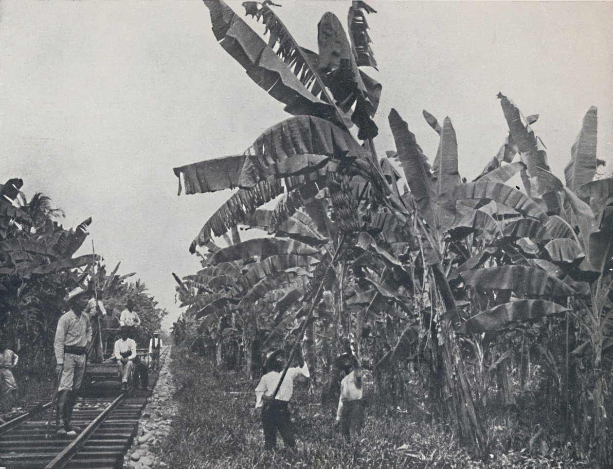 Bananenplantage, 1924 von Unbekannt