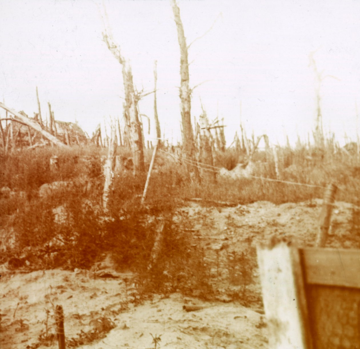 Zerstörtes Holz, Nieuwpoort, Flandern, Belgien, um 1914-1918 von Unbekannt