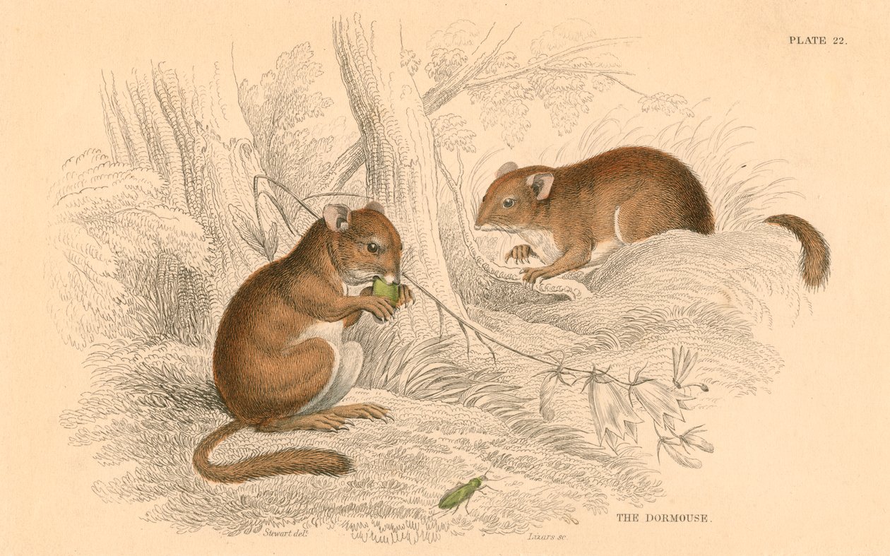 Haselmaus Muscardinus arvellanarius, Winterschlaf haltendes Nagetier, 1828 von Unbekannt