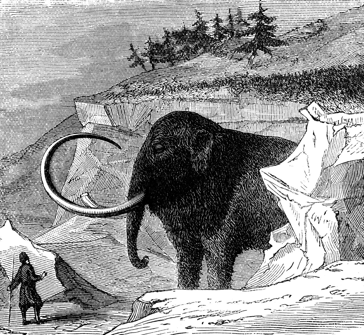 Entdeckung eines Wollmammuts, 1779 c1870 von Unbekannt