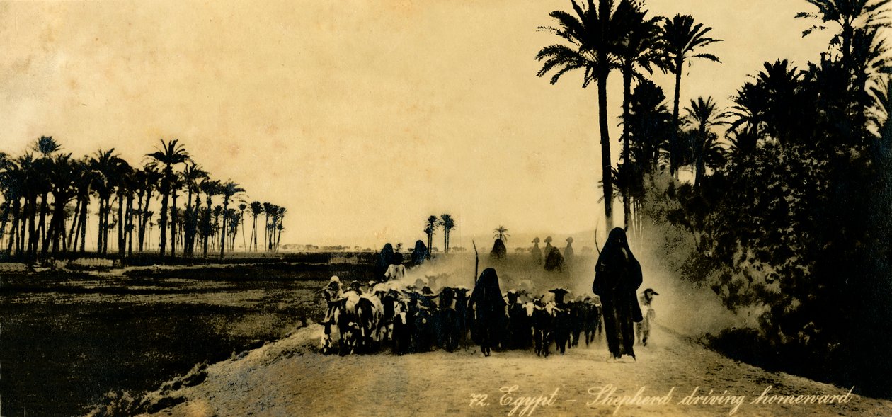 Ägypten - Hirte treibt heimwärts, ca. 1918-1939 von Unbekannt