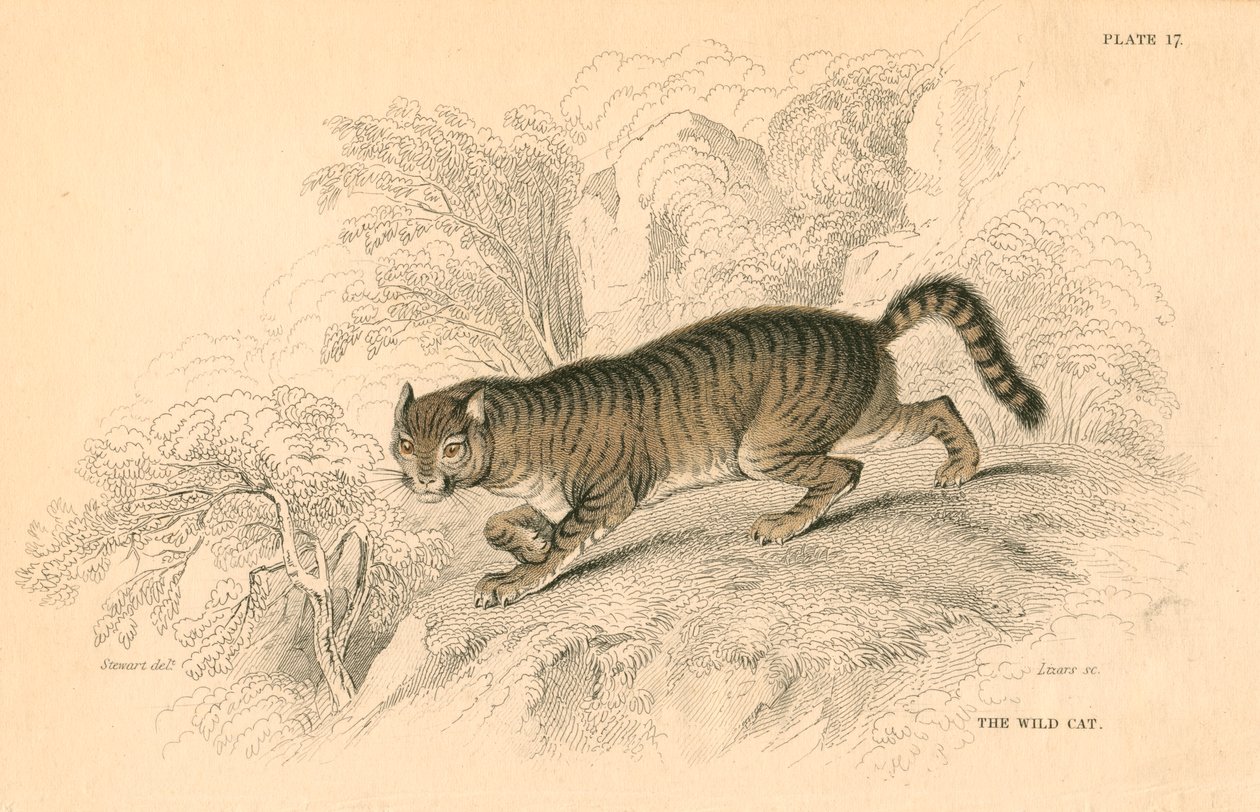 Europäische Wildkatze Felis silvestris, 1828 von Unbekannt