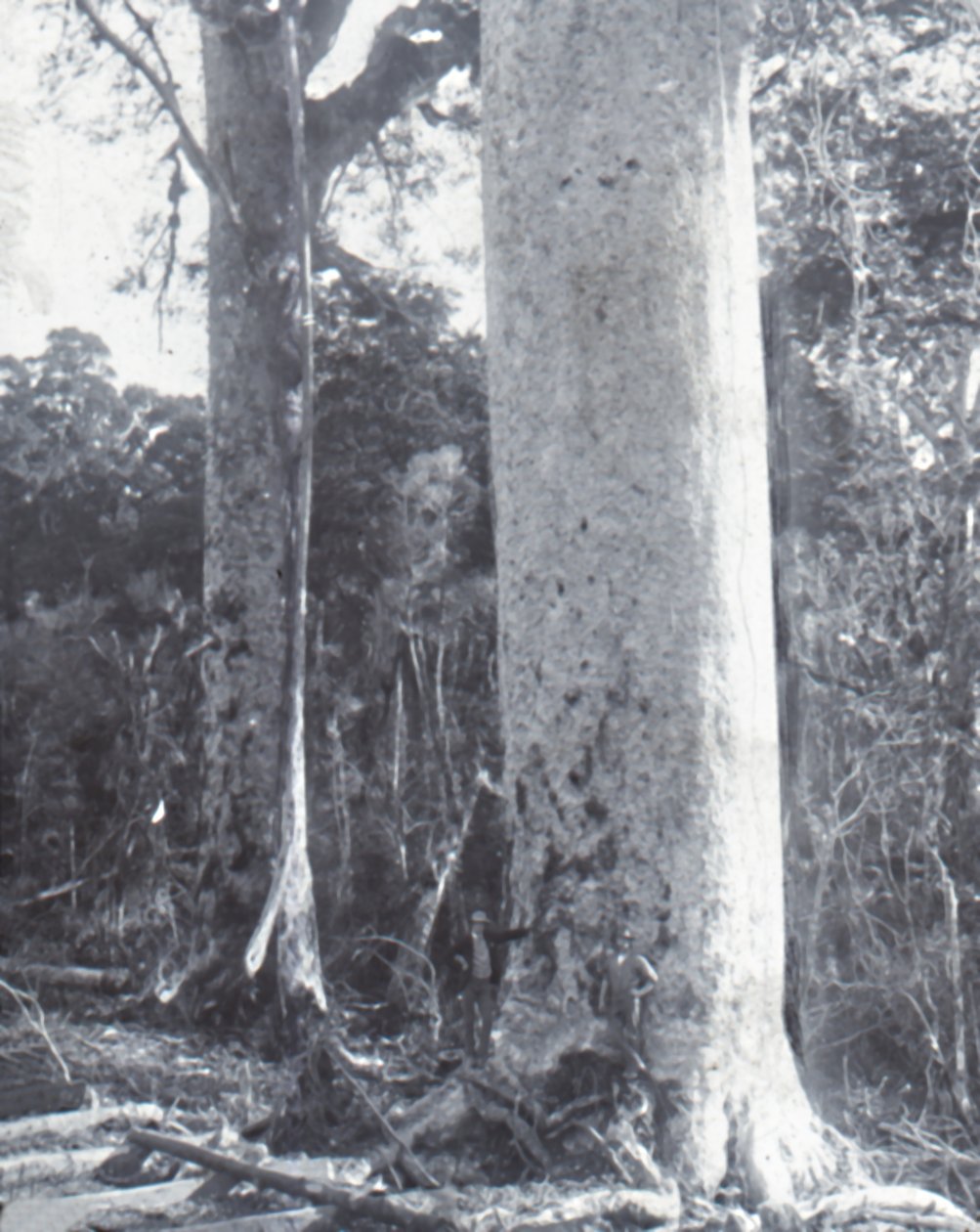 Riesiger Kauri-Baum, spätes 19. - frühes 20. Jahrhundert von Unbekannt