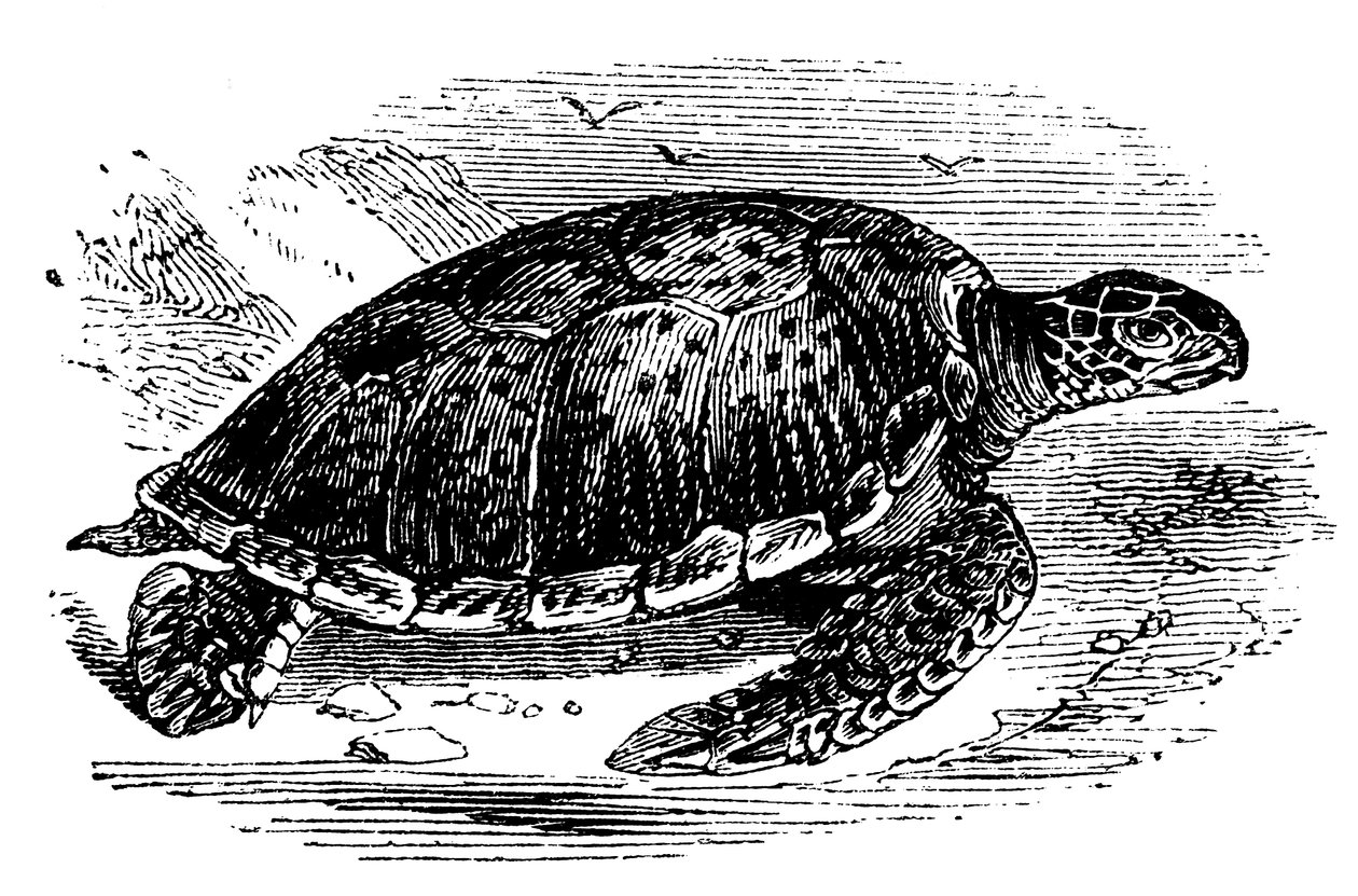 Grüne Meeresschildkröte Chelone mydas, um 1890 von Unbekannt