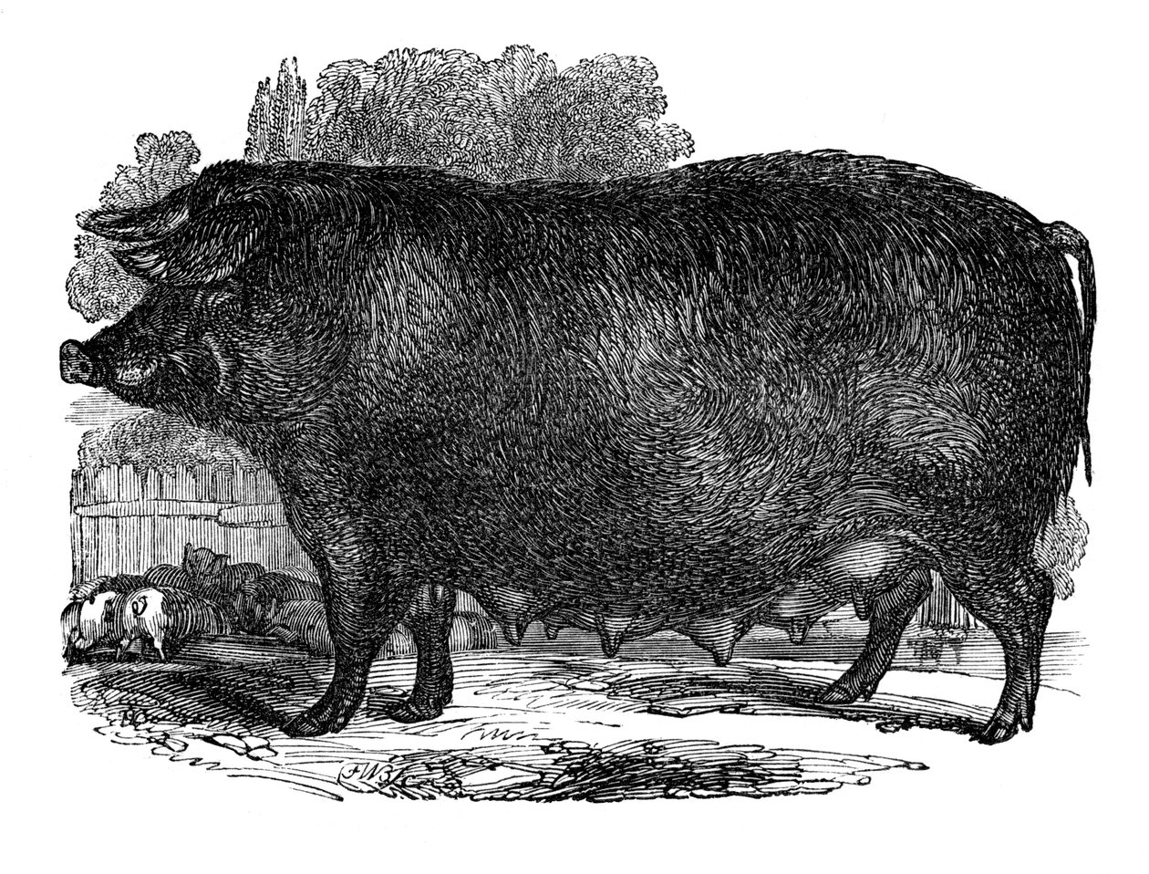 Hampshire-Sau, 1848 von Unbekannt