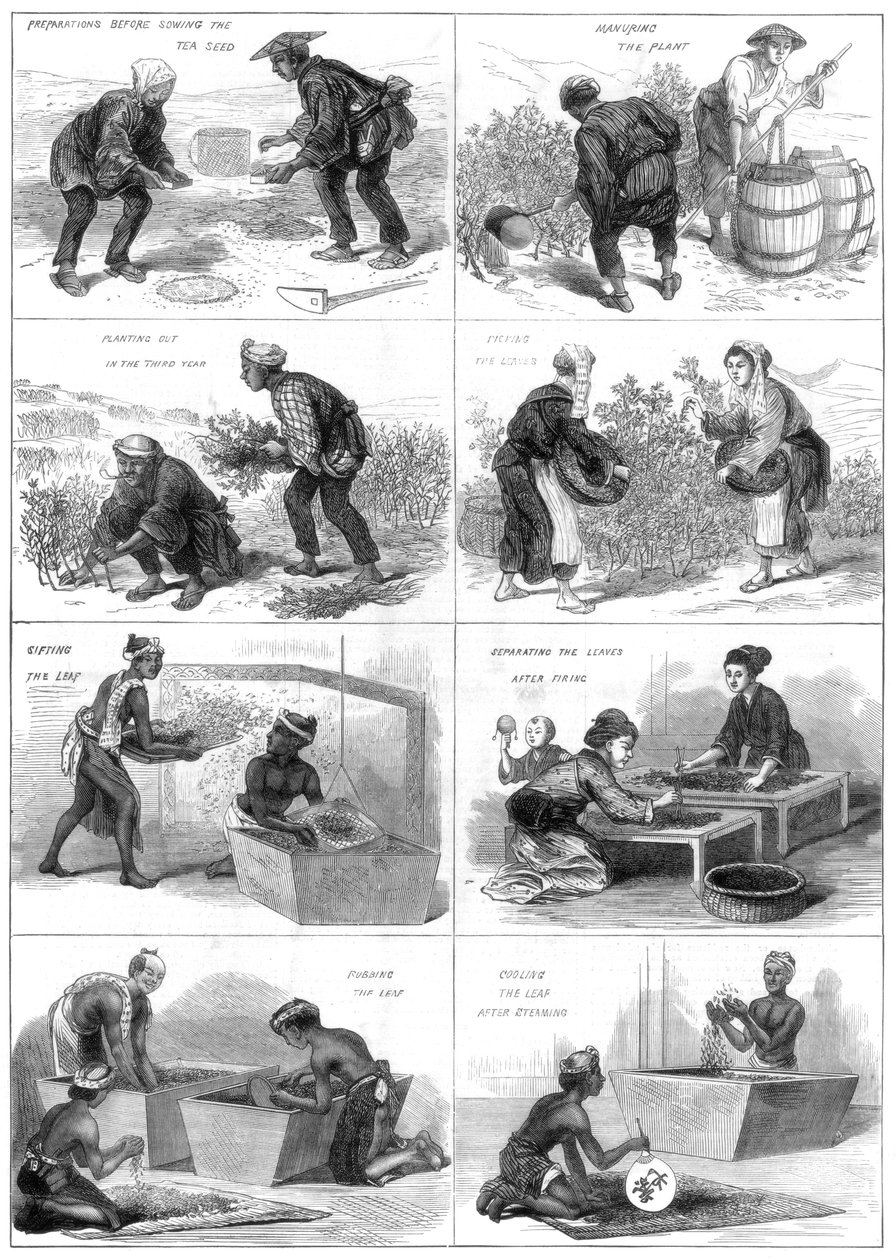 Japanische Teeproduktion, 1874 von Unbekannt