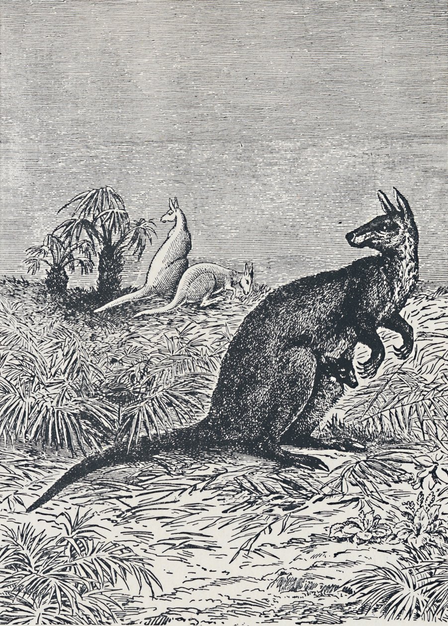 Känguru, 1924 von Unbekannt
