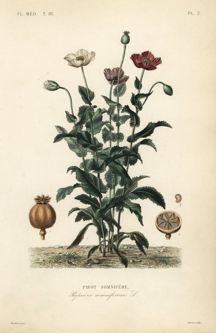 Schlafmohn von Unbekannt