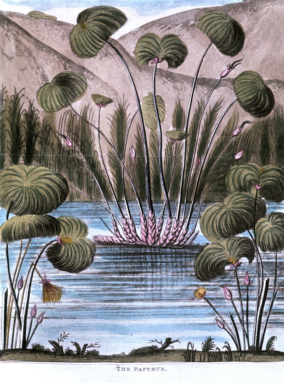 Papyrusrohr Cyperus papyrus, 1823 von Unbekannt