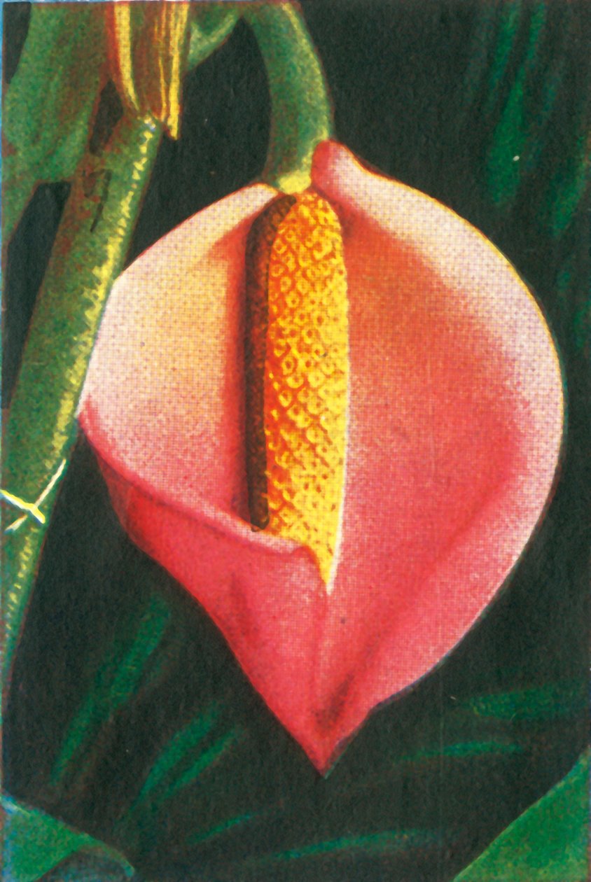 Philodendron von Unbekannt