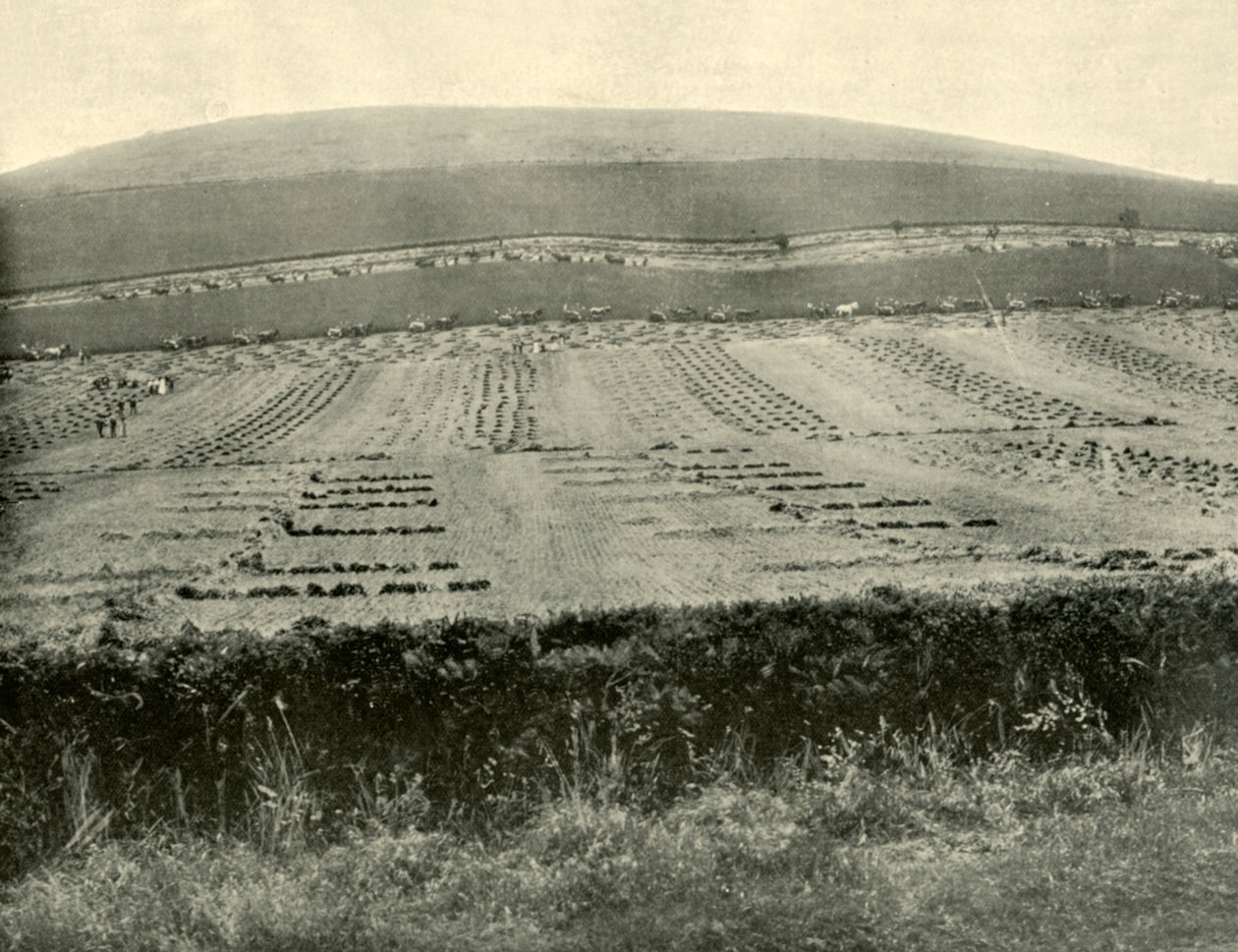 Wettbewerb für Mäher und Binder, Mount Blowhard, nahe Ballarat, 1901 von Unbekannt