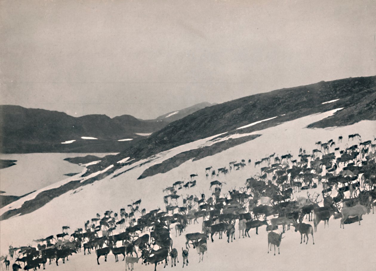 Rentiere in den Bergen, 1914 von Unbekannt