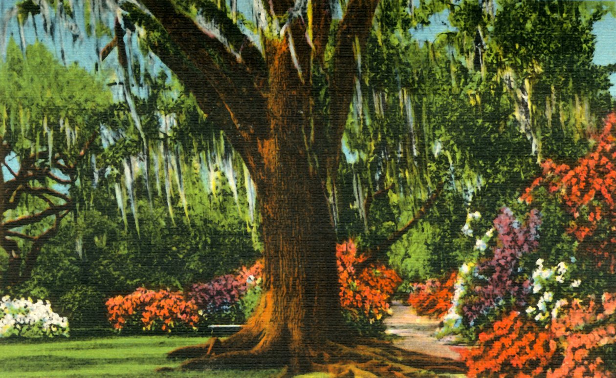 Szene in den Magnolia Gardens, nahe Charleston, S.C., 1942 von Unbekannt