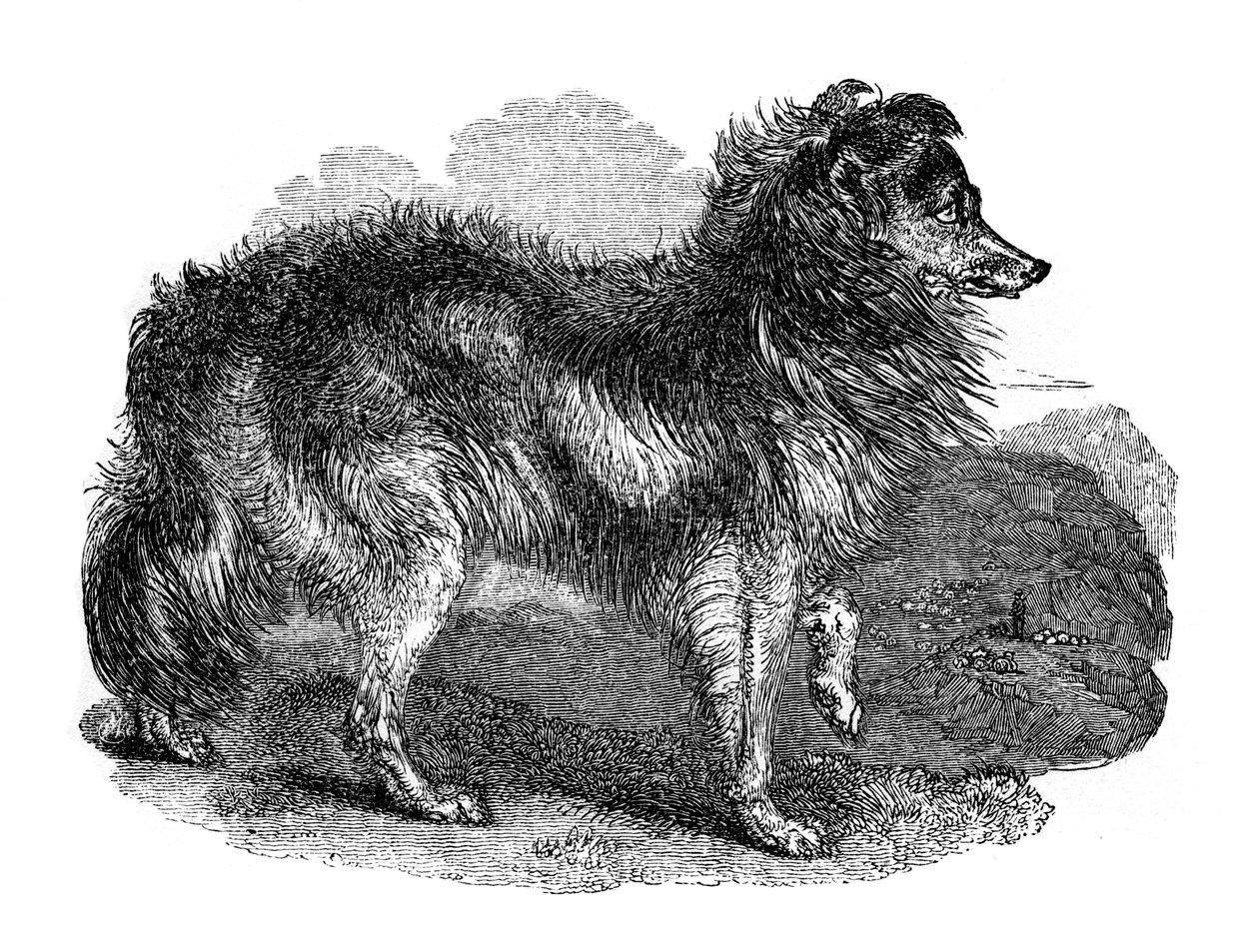 Hirtenhund, 1848 von Unbekannt