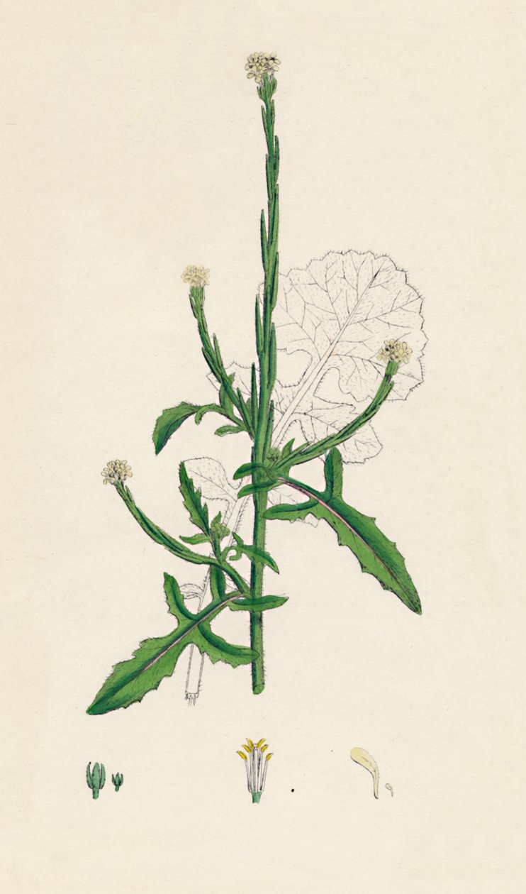 Sisymbrium officinale. Gewöhnliches Raukenkraut, 19. Jahrhundert von Unbekannt