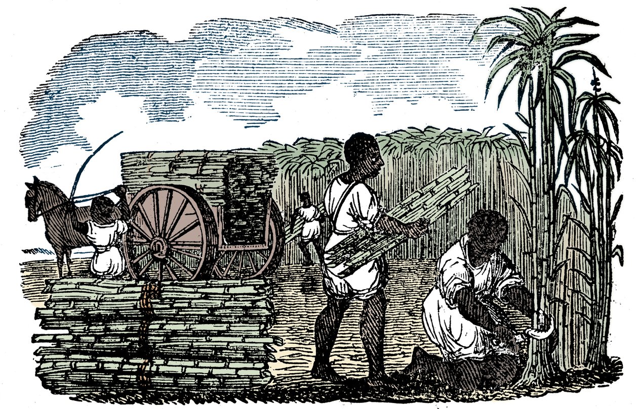 Sklaven bei der Zuckerrohrernte in Louisiana, 1833 von Unbekannt