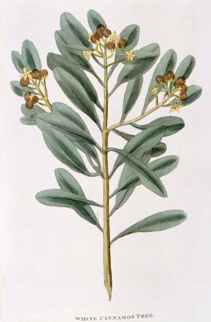 Zweig von weißem Zimt Canella alba, 1823 von Unbekannt