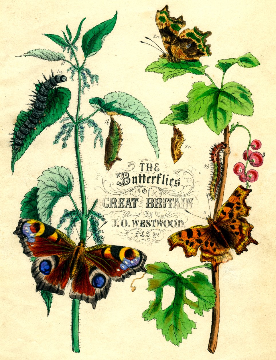 Die Schmetterlinge Großbritanniens, ca. 1855 von Unbekannt