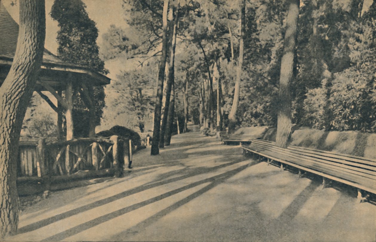 Der Kiefernweg, 1929 von Unbekannt