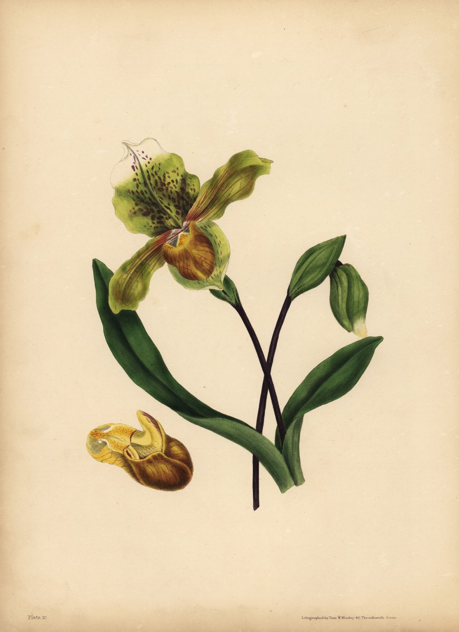 Die edle Frauenschuh-Orchidee, Cypripedium reginae, Ähnlichkeit von Unbekannt