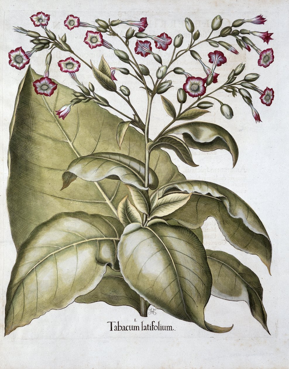 Tabakpflanze, 1613 von Unbekannt