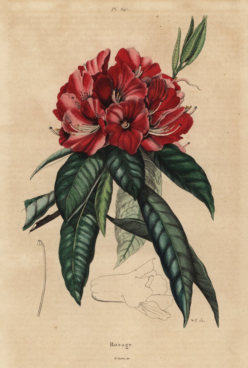 Baumrhododendron, Rhododendron arboreum von Unbekannt