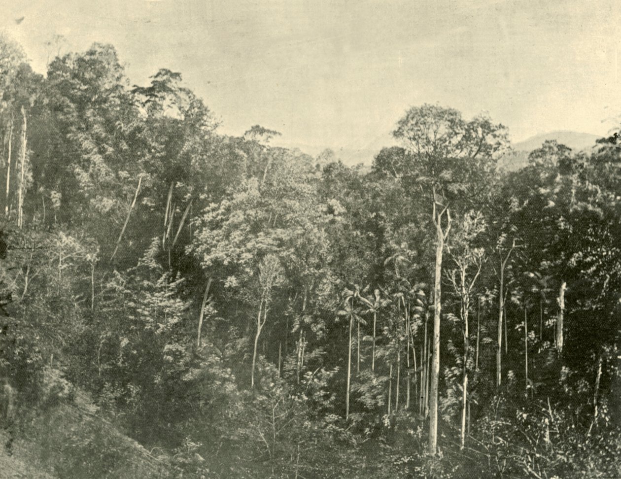Tropische Sträucher, Blackall Range, Queensland, 1901 von Unbekannt