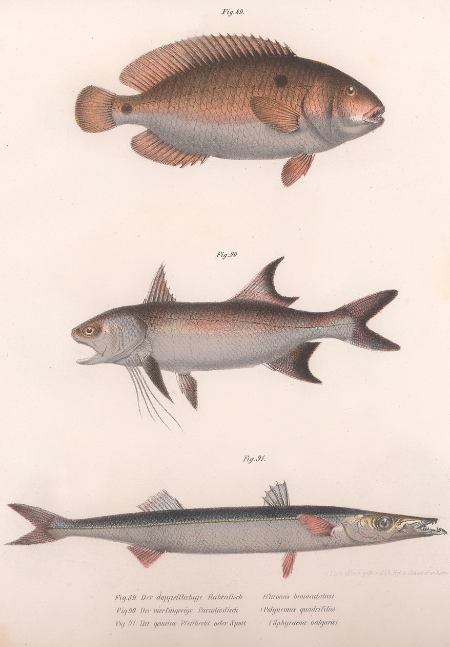 Zweifleck-Bimakulus, Afrikanischer Rotflossenfisch, Gemeiner Barrakuda, ca. 1850er von Unbekannt