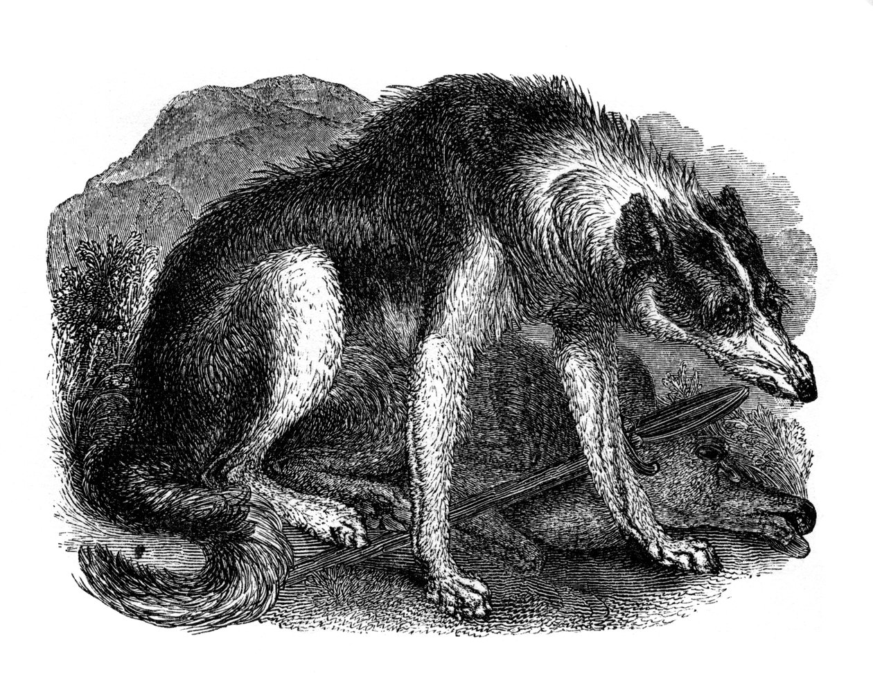 Wolfshund, 1848 von Unbekannt