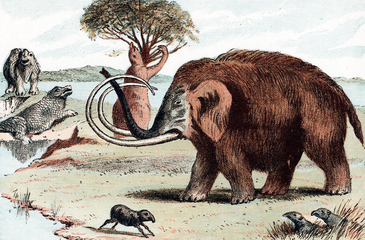 Wollmammut Mammuthus, 1892 von Unbekannt