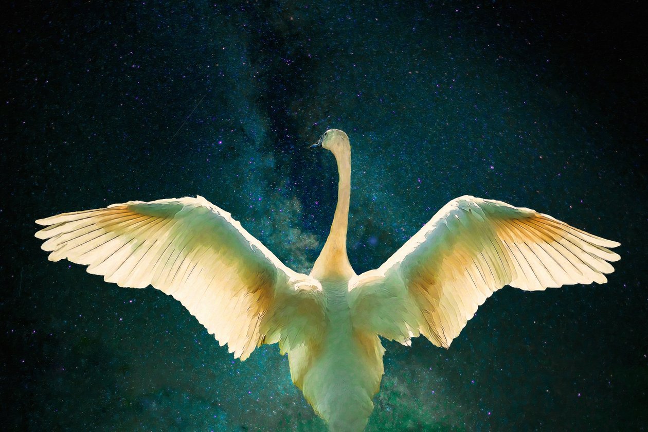 Cygnus, 2017 von Unbekannt Unbekannt