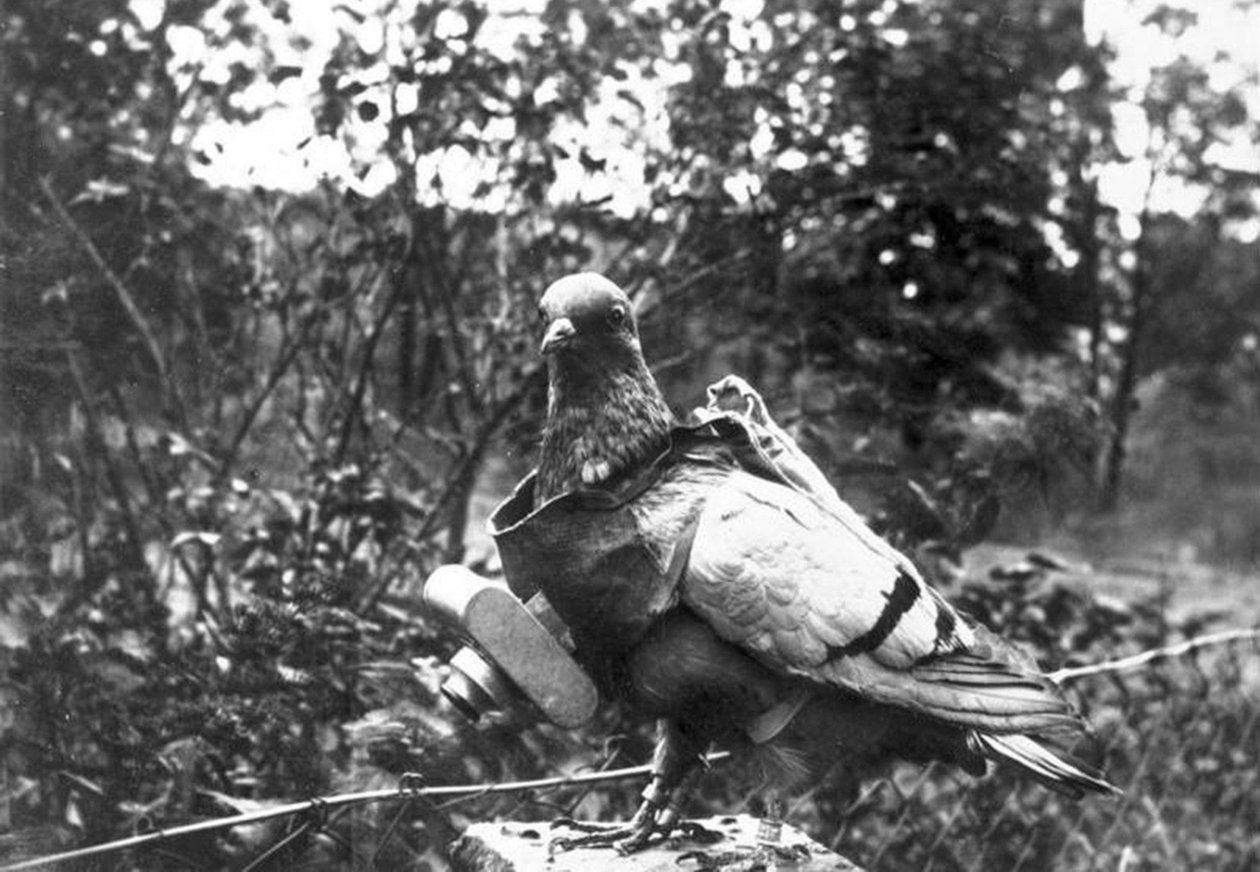 Taubenfotograf von Unbekannt Unbekannt
