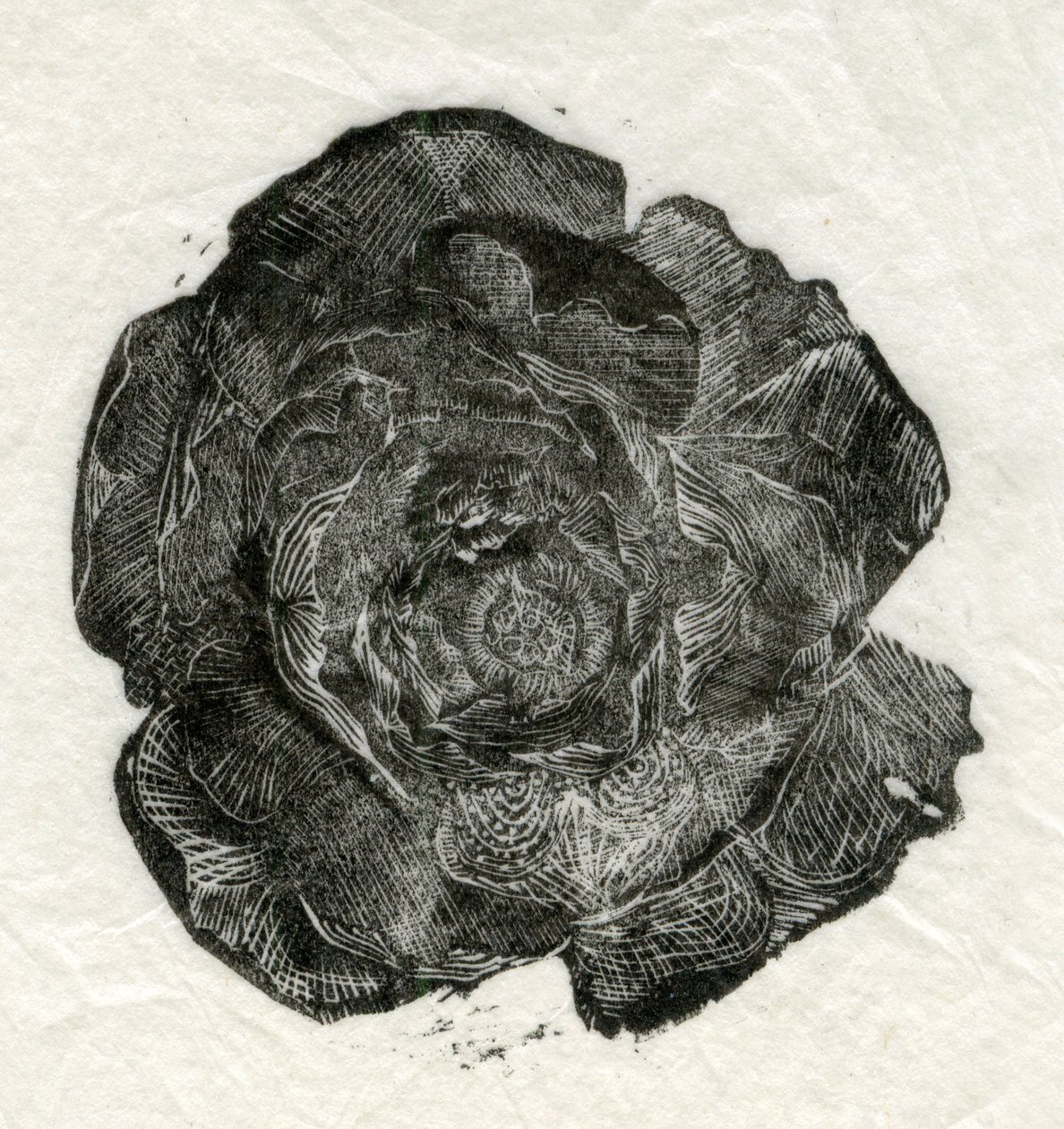 Kieferrose, 2014 von Unbekannt Unbekannt