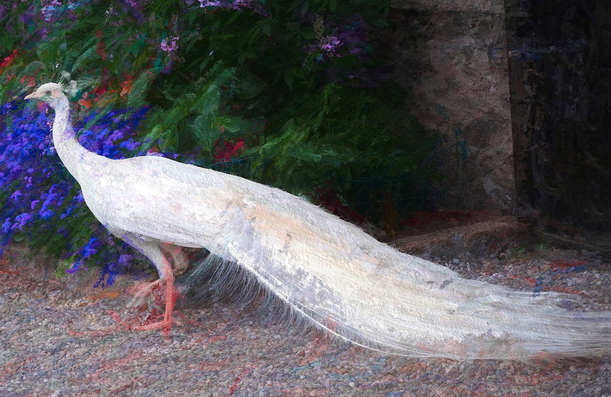 Weißer Pfau, 2018 von Unbekannt Unbekannt