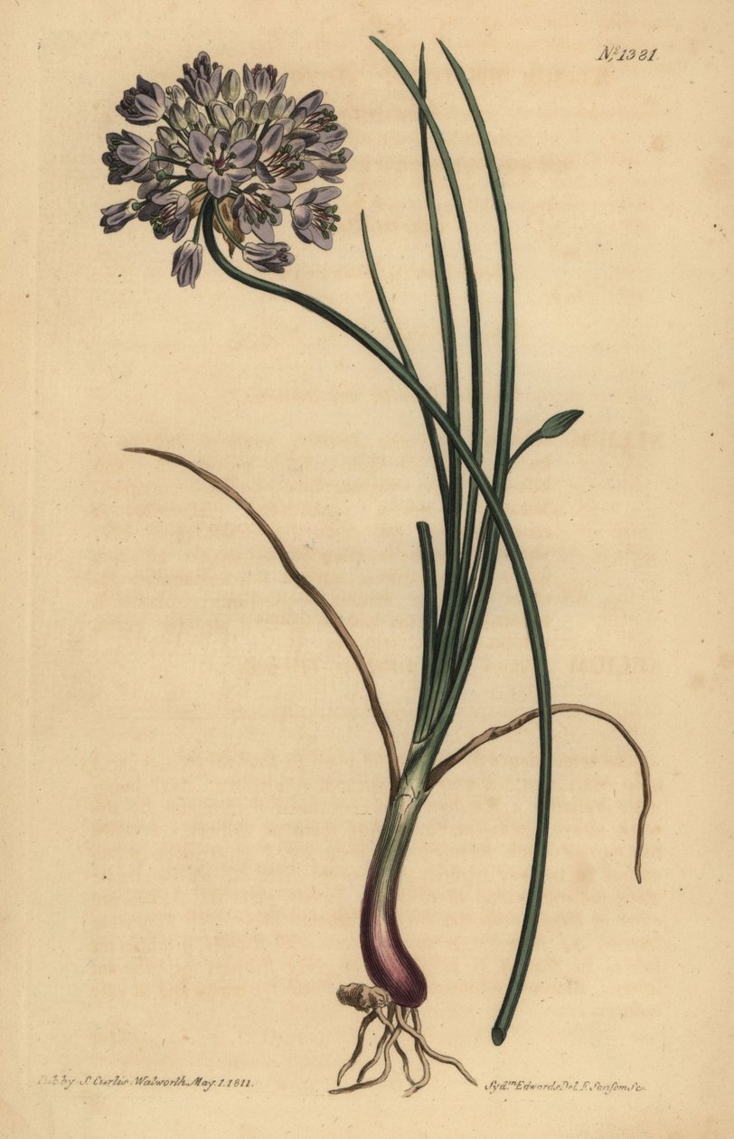 Allium stellerianum (Jonquilblättriger Knoblauch) von Unbekannt