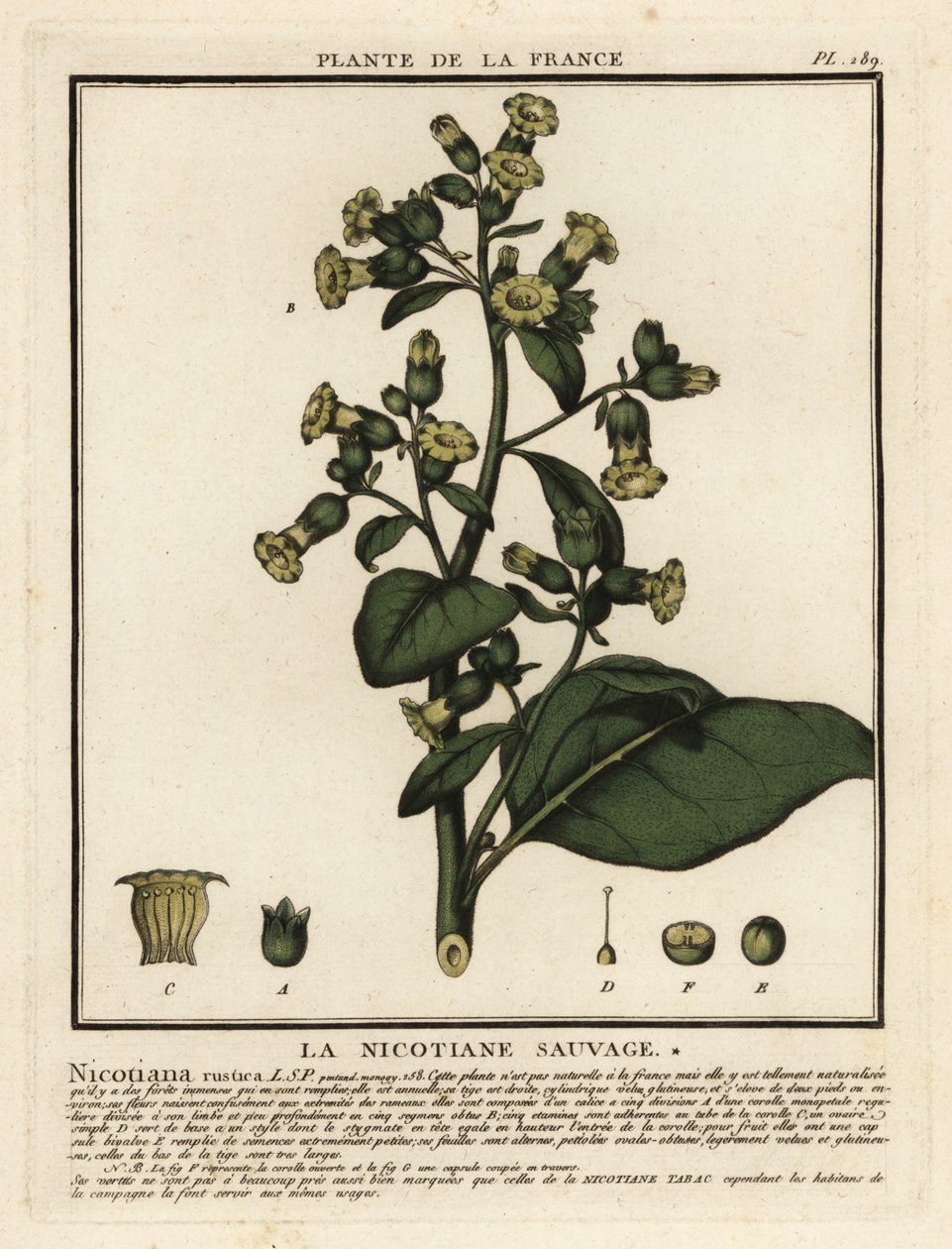 Aztekentabak, Nicotiana rustica von Unbekannter Künstler