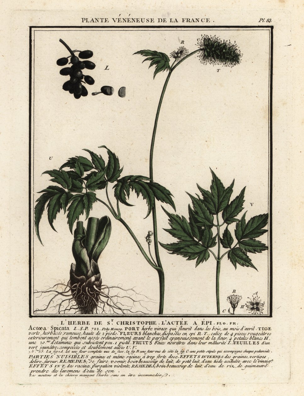 Christophskraut, Actaea spicata von Unbekannter Künstler
