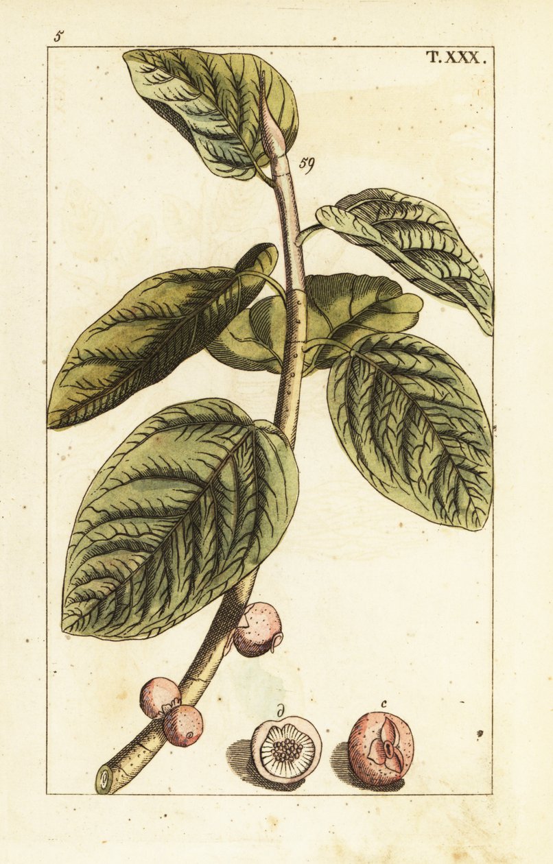 Banyan-Feigenzweig mit Früchten, Ficus benghalensis von Unbekannter Künstler